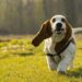 best 5 dog bed for basset hound