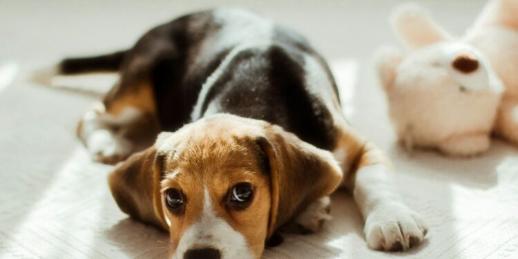 Can Beagles Live In Apartments