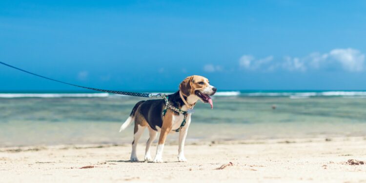 Can Beagles Live in Hot Weather