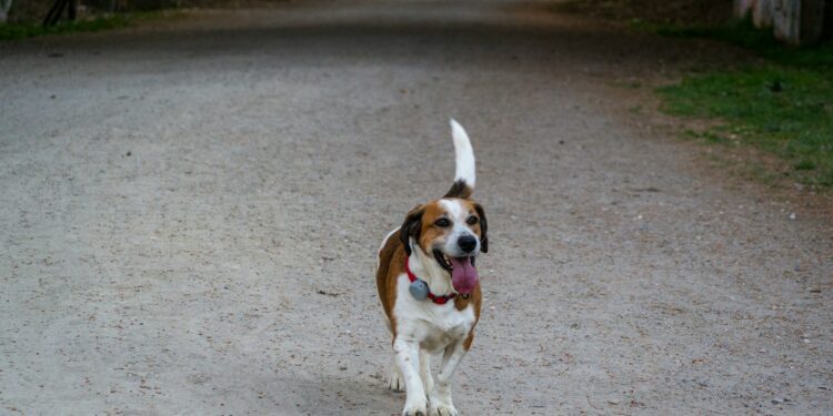 Can Beagles Run Long Distances