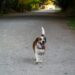 Can Beagles Run Long Distances