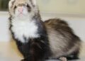 best Vitamins and Supplements for Ferret