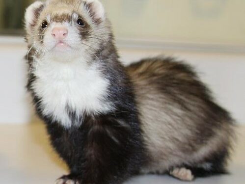 best Vitamins and Supplements for Ferret