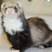 best Vitamins and Supplements for Ferret