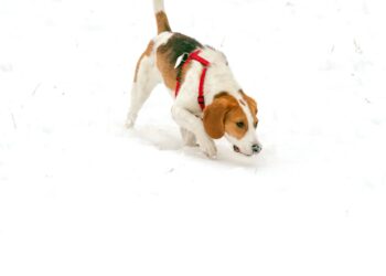 Can Beagles Live in Cold Weather