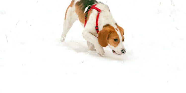 Can Beagles Live in Cold Weather