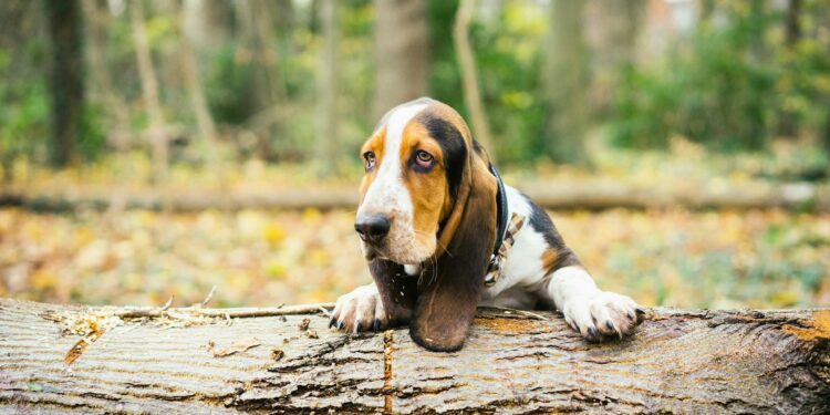 How To Tell If A Basset Hound Is Happy?
