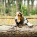 How To Tell If A Basset Hound Is Happy?