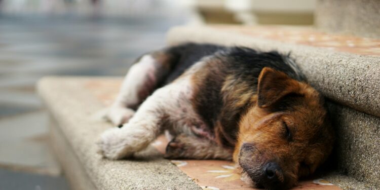 Can Beagles Sleep Outside