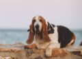 Can Basset Hounds Be Service Dogs
