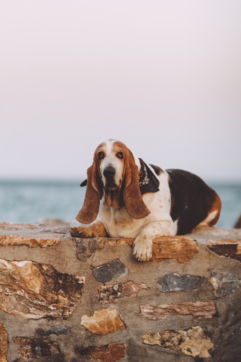 Can Basset Hounds Be Service Dogs
