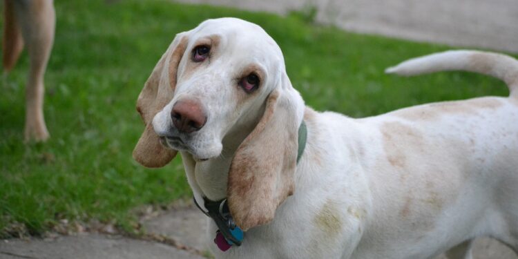 Can Basset Hounds Be Left Alone