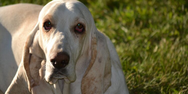 Can Basset Hounds Be Outside Dogs