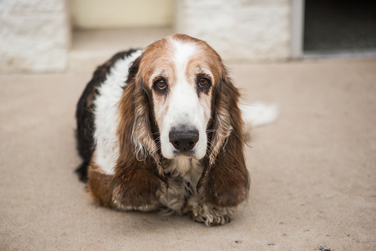 Can Basset Hounds Eat Apples?