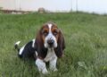 Best Harness For A Basset Hound