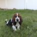 Best Harness For A Basset Hound