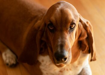 Can Basset Hounds Be Aggressive