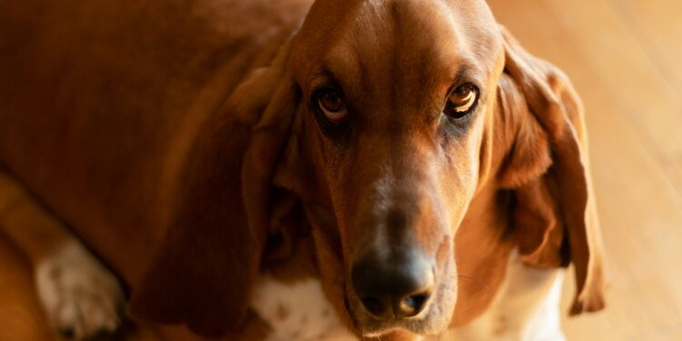 Can Basset Hounds Be Aggressive