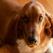 Can Basset Hounds Be Aggressive