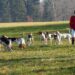 Basset Hounds