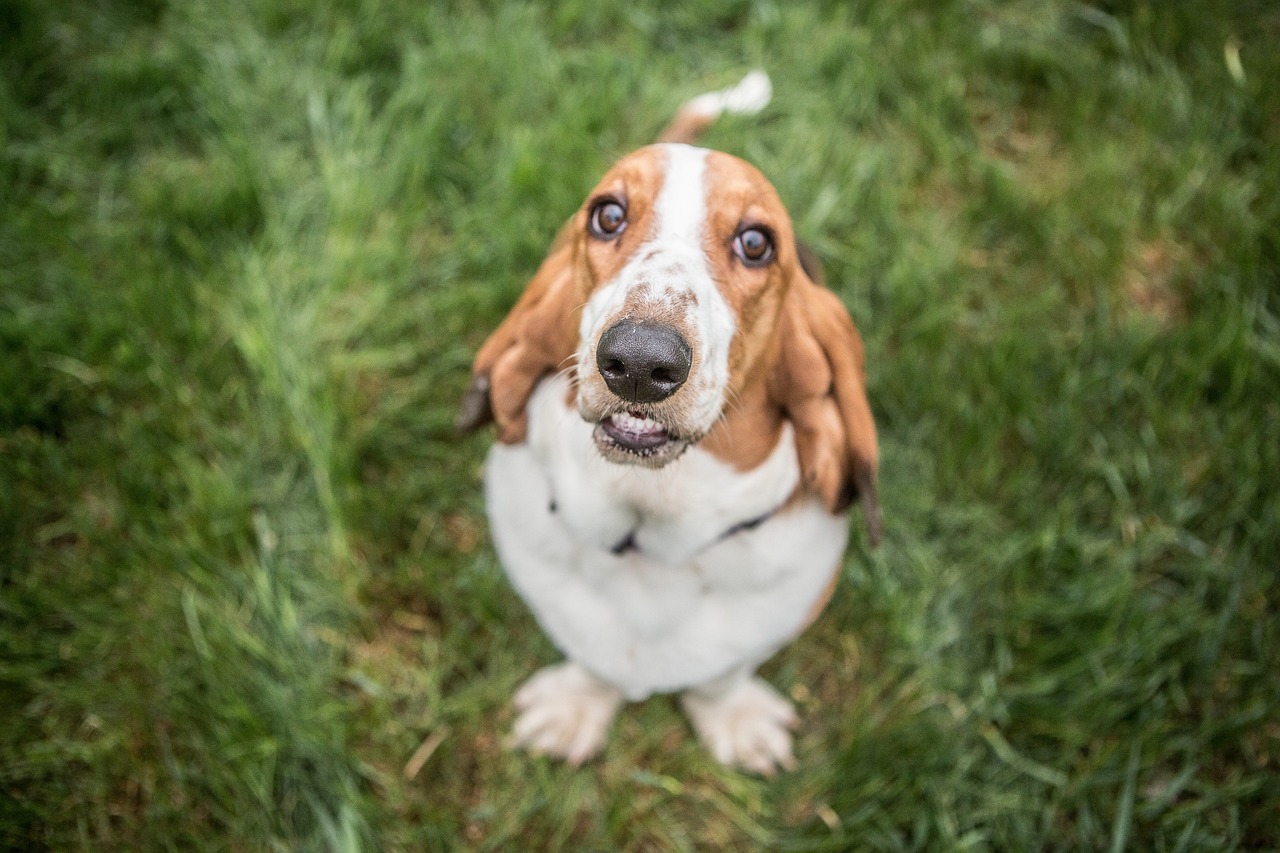 Basset Hounds