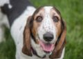 Can Basset Hounds Eat Apples?