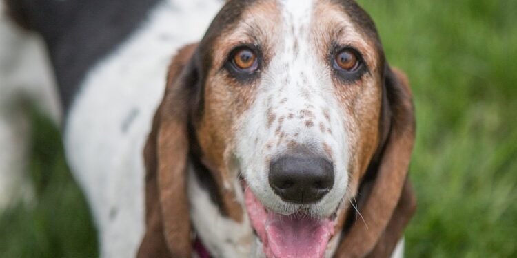 Basset Hounds