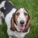 Basset Hounds