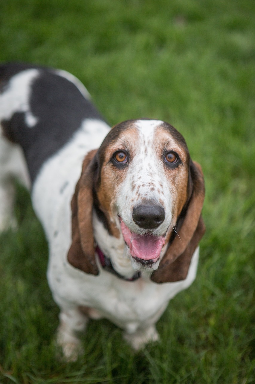 Basset Hounds