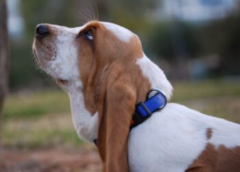 Can Basset Hounds Climb Stairs