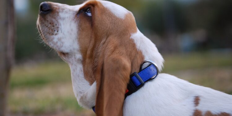 Can Basset Hounds Climb Stairs