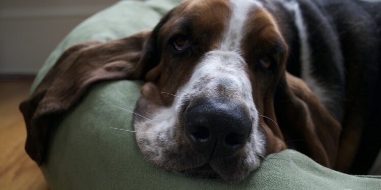 Basset Hound