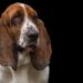 Basset Hounds