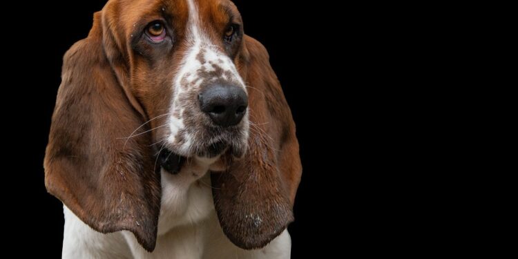 Can Basset Hounds Be Service Dogs