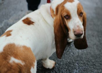 Basset Hound