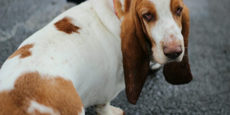 Basset Hound