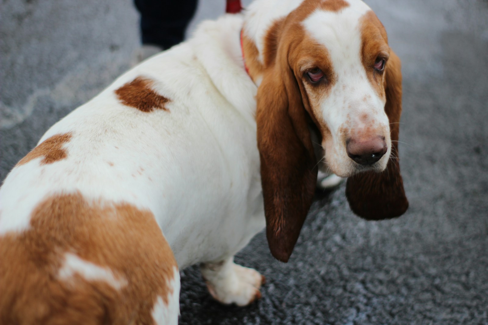 Basset Hound