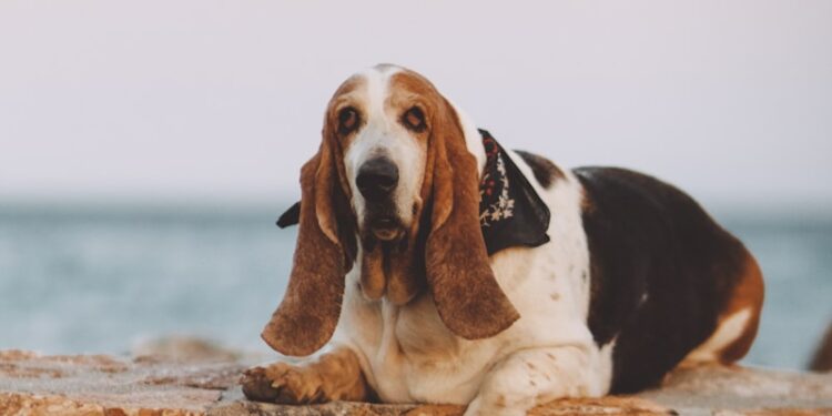 basset hound