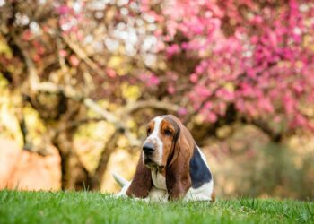 Basset Hound