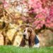 Basset Hound