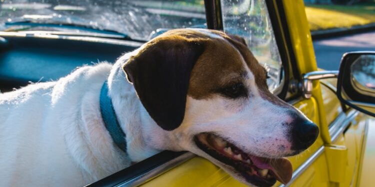 basset hound