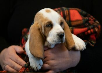 basset hound