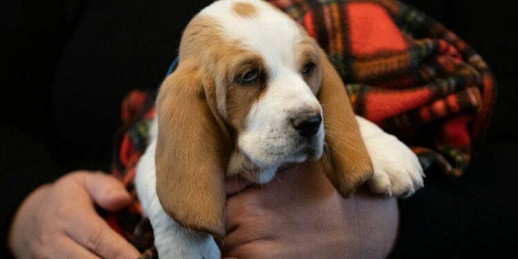 basset hound