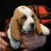 basset hound