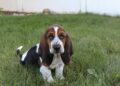 Basset Hounds