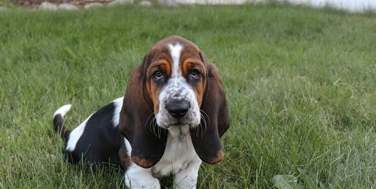 Basset Hounds