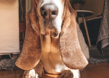 can basset hounds live in apartments