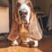 can basset hounds live in apartments