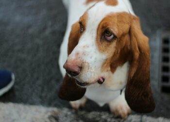 basset hound