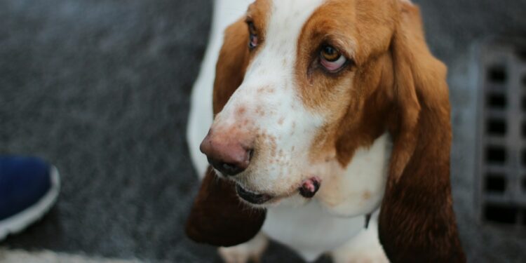 basset hound